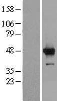 C3orf37 (HMCES) Human Over-expression Lysate