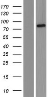 DUS3L Human Over-expression Lysate