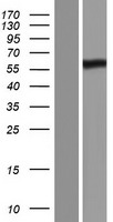 PRDM11 Human Over-expression Lysate