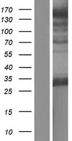 STOX2 Human Over-expression Lysate