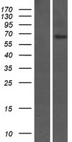 FAM20C Human Over-expression Lysate