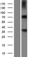 RNPEP Human Over-expression Lysate