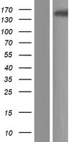 ANKRD50 Human Over-expression Lysate