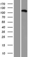 VPS35L Human Over-expression Lysate
