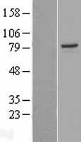 PAK5 Human Over-expression Lysate