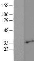 phospholipid scramblase 2 (PLSCR2) Human Over-expression Lysate