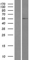 TRIM49 Human Over-expression Lysate