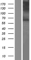 VGluT1 (SLC17A7) Human Over-expression Lysate