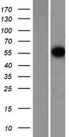 CCNL1 Human Over-expression Lysate