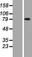 WDR93 Human Over-expression Lysate