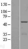 PHF22 (INTS12) Human Over-expression Lysate