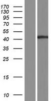 PGRP1B (PGLYRP4) Human Over-expression Lysate