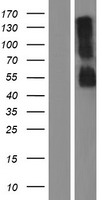 RHBG Human Over-expression Lysate
