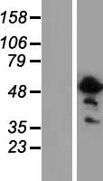ASPHD2 Human Over-expression Lysate