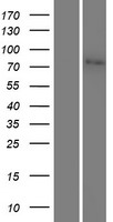 Junctophilin 2 (JPH2) Human Over-expression Lysate