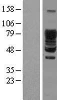 SCY1 like 3 (SCYL3) Human Over-expression Lysate