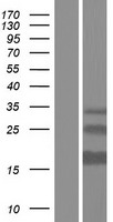 ERGIC1 Human Over-expression Lysate
