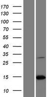 PAIP2B Human Over-expression Lysate