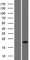 C13orf1 (SPRYD7) Human Over-expression Lysate