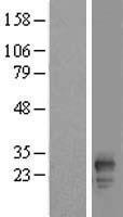 FAM219B Human Over-expression Lysate