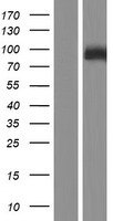 RIPK4 Human Over-expression Lysate