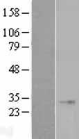 FGF 23 (FGF23) Human Over-expression Lysate