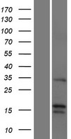 FGF22 Human Over-expression Lysate