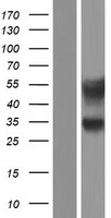 AFAF (EQTN) Human Over-expression Lysate