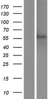 C11orf16 Human Over-expression Lysate
