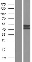 MRS2 Human Over-expression Lysate