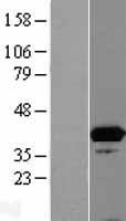ISY1 Human Over-expression Lysate