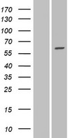 GALNTL1 (GALNT16) Human Over-expression Lysate