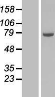COG6 Human Over-expression Lysate