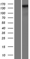 HEG1 Human Over-expression Lysate