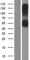 RNF150 Human Over-expression Lysate