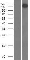 USP31 Human Over-expression Lysate