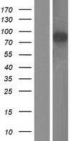 GRAMD1B Human Over-expression Lysate