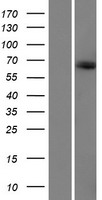 KIAA1328 Human Over-expression Lysate