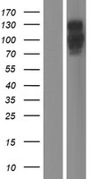 Cingulin (CGN) Human Over-expression Lysate