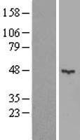 KCTD16 Human Over-expression Lysate