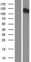 USP35 Human Over-expression Lysate