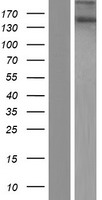 KIAA1432 (RIC1) Human Over-expression Lysate