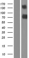 TMEM181 Human Over-expression Lysate