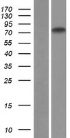 ZNF471 Human Over-expression Lysate