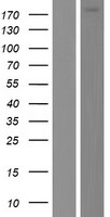 Dedicator of cytokinesis protein 6 (DOCK6) Human Over-expression Lysate