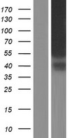 KIAA1467 (FAM234B) Human Over-expression Lysate