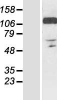 RANBP10 Human Over-expression Lysate