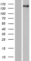 PITPNM2 Human Over-expression Lysate