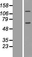 CCDC146 Human Over-expression Lysate