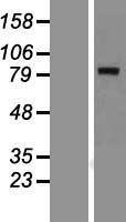 KLHL1 Human Over-expression Lysate